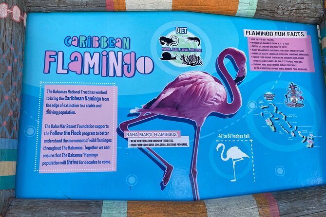 Flamingo March & Pirates Adventure Tour Nassau - Meeting the flamingos in their Bahamian setting
