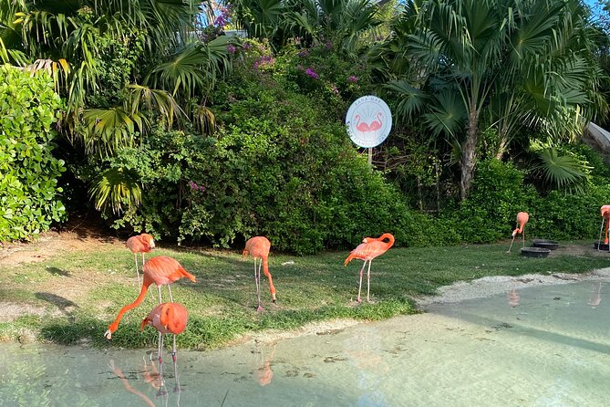 Flamingo March & Pirates Adventure Tour Nassau - Who should book this experience?