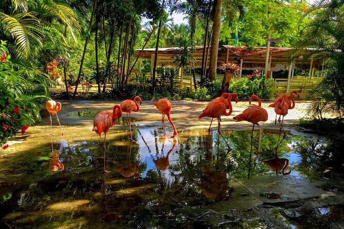 Flamingo March & Pirates Adventure Tour Nassau - Riding through Nassau’s historic center