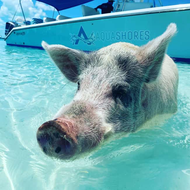 From Nassau: Exuma Powerboat Tour and Pig Beach with Lunch - Leaving Nassau for the Exuma Cays