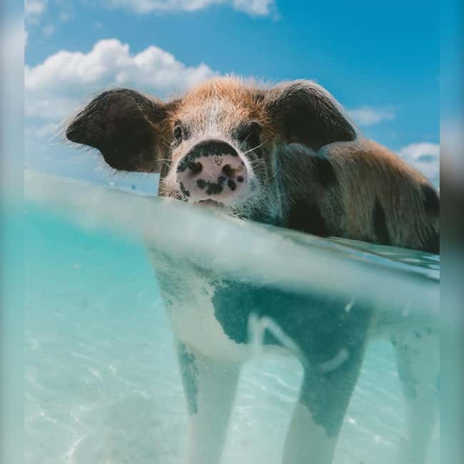 From Nassau: Swim with Pigs Safari - Key points at a glance