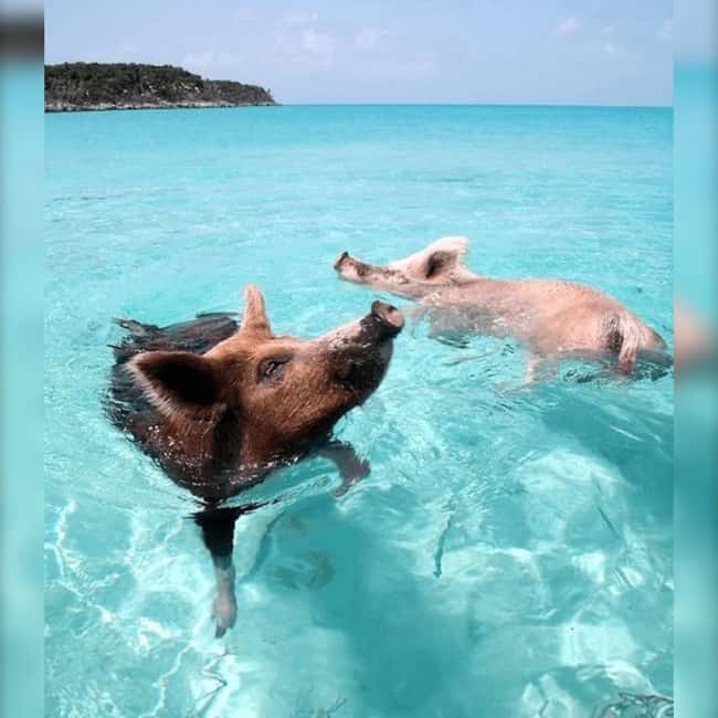 From Nassau: Swim with Pigs Safari - Atlantis Tunnel and the first 30 minutes on the water