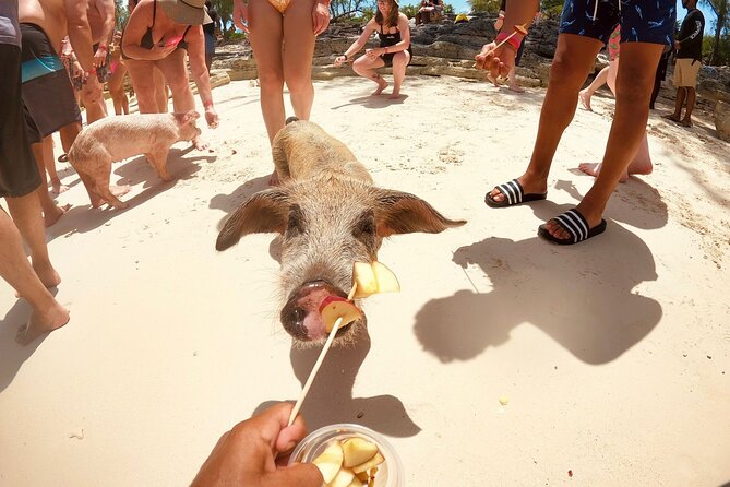 Full-Day Luxury Private Rose Island Pigs and Turtles Excursion - Green Cay, where sea turtles become the main event