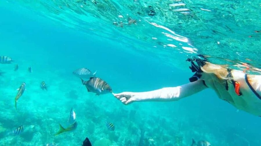 Full Day Sail and Snorkel with Turtles - From your hotel to Nassau Harbor