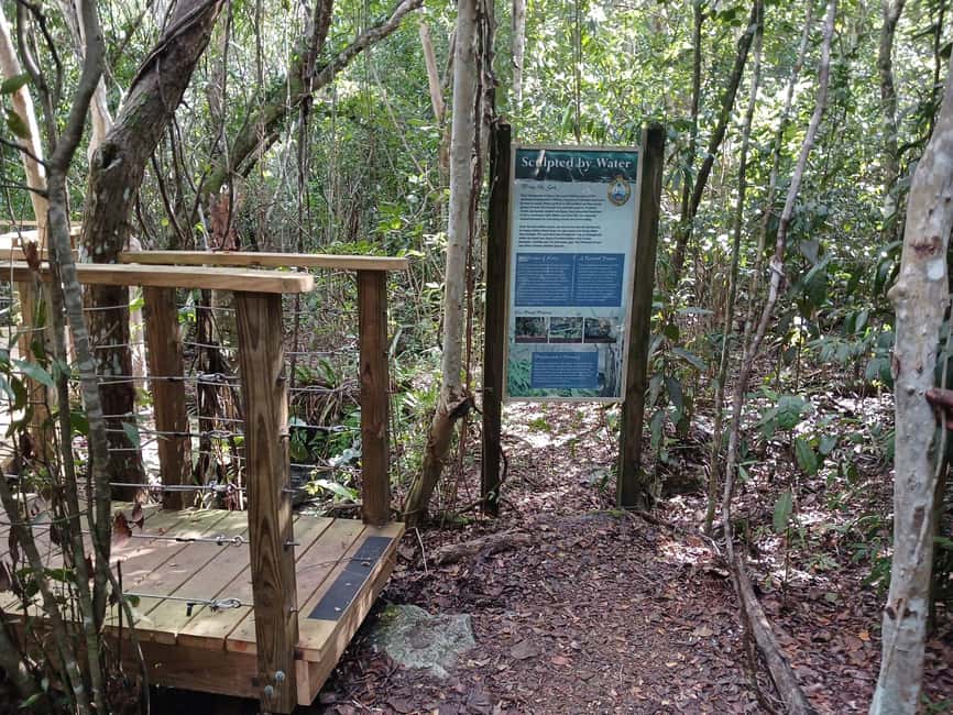 Guided Primeval Nature Walk Tour - Walking through Primeval Forest National Park