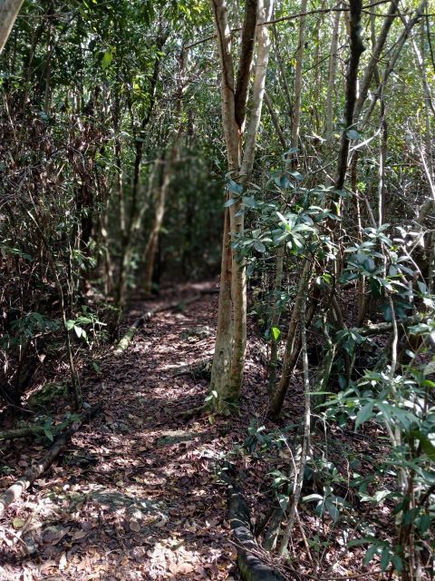 Guided Primeval Nature Walk Tour - Arawak Cay and the conch stop