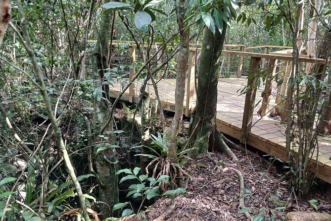 Guided Primeval Nature Walk Tour in Primeval Forest National Park - How the guide shapes the experience