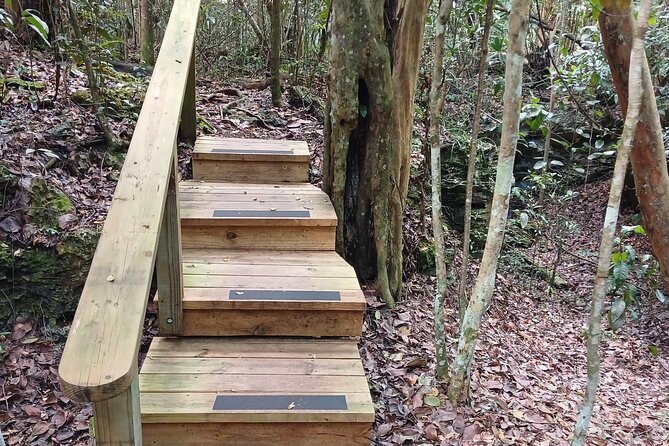 Guided Primeval Nature Walk Tour in Primeval Forest National Park - Transport, timing, and what to bring