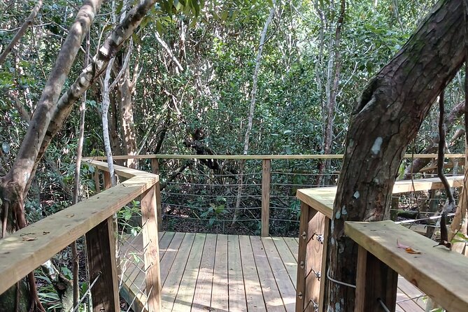 Guided Primeval Nature Walk Tour in Primeval Forest National Park - From Bay Street to the Caves of New Providence