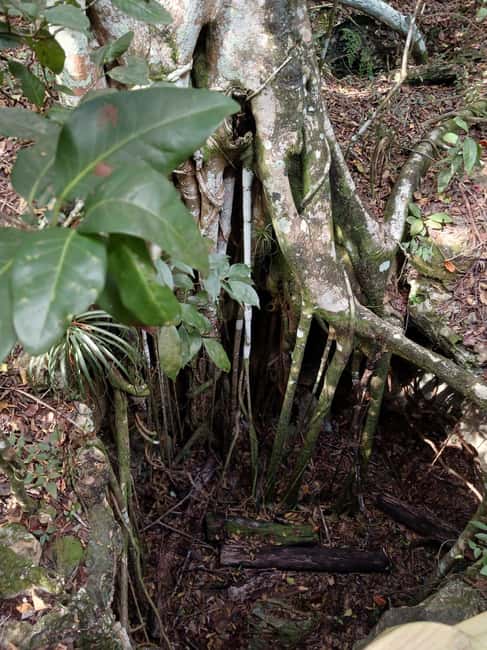 Guided Primeval Nature Walk Tour - Cave Point and New Providence limestone