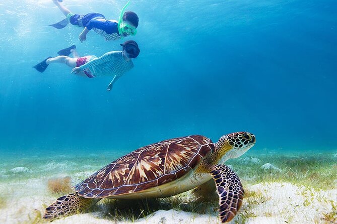 Half-Day at Green Cay Bahamas Snorkeling with Turtles - Green Cay, where the turtles are the main event