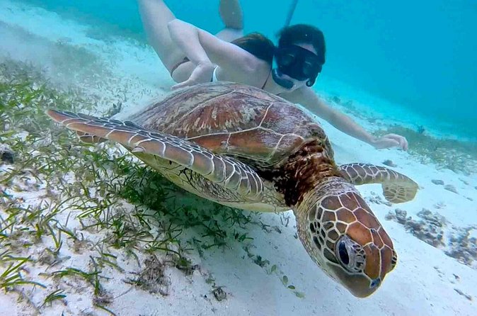 Half-Day at Green Cay Bahamas Snorkeling with Turtles - Rose Island for lunch and a proper beach break