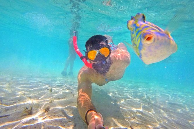 Half Day Snorkeling Tour in the Bahamas - Timing advice for cruise passengers