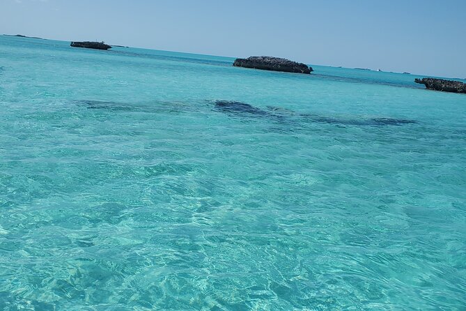 HALF DAY Swiming Pigs and Sharks Tour (Nassau to Exuma by Plane) - Gaulin Cay and the Bahamian iguanas
