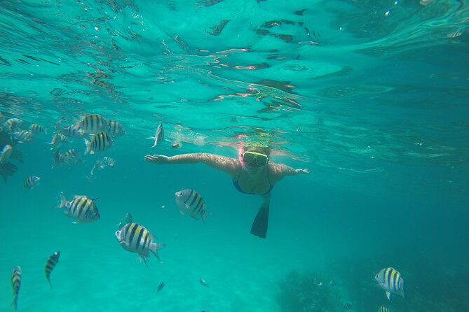 Half Day Swimming Pigs on Rose Island, Snorkeling and Lunch - Looking for turtles at Green Cay