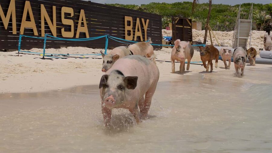 Mansa Bay w/ Swimming Pigs, Banana Boat, JetSki & Snorkeling - Leaving Nassau Harbor by Boat