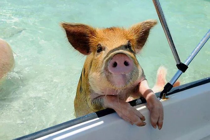 Nas: 3 islands Tour ,snorkel, Turtles, pigs and lunch - Finding the right Margaritaville marina