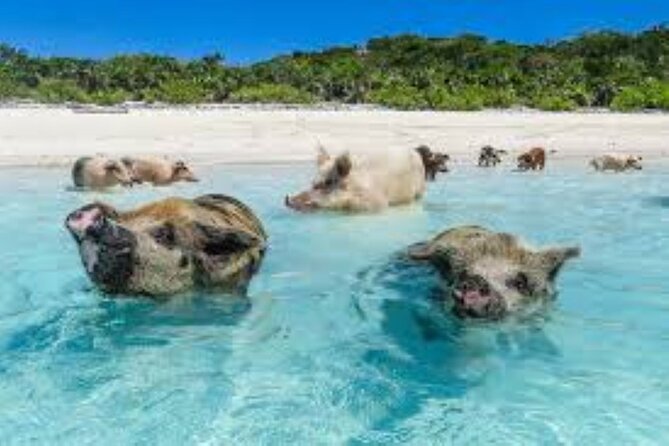 Nas: 3 islands Tour ,snorkel, Turtles, pigs and lunch - Green Turtle Cay: snorkeling with fish and possible turtles