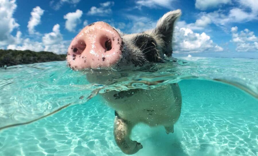Nassau: 3-Island Snorkel Tour with Pigs, Beach Club, & Lunch - What this Nassau boat trip actually includes