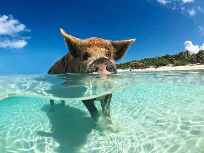 Nassau: 3-Island Snorkel Tour with Pigs, Beach Club, & Lunch - The boat ride through Nassau’s waters