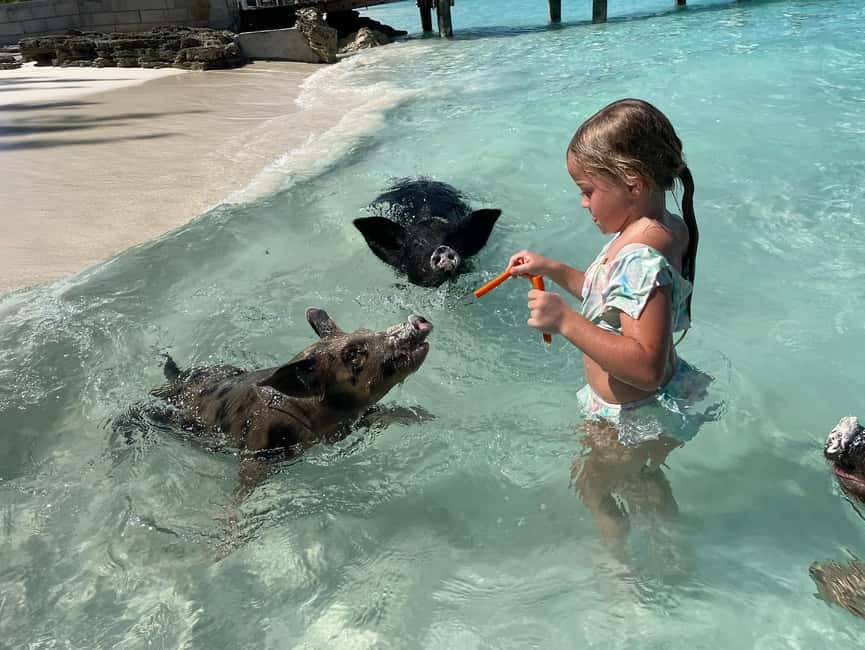 Nassau: 3 Islands Boat w/ Swimming Pigs, Snorkeling & Turtle - A Fast Nassau Boat Ride With Three Clear Stops