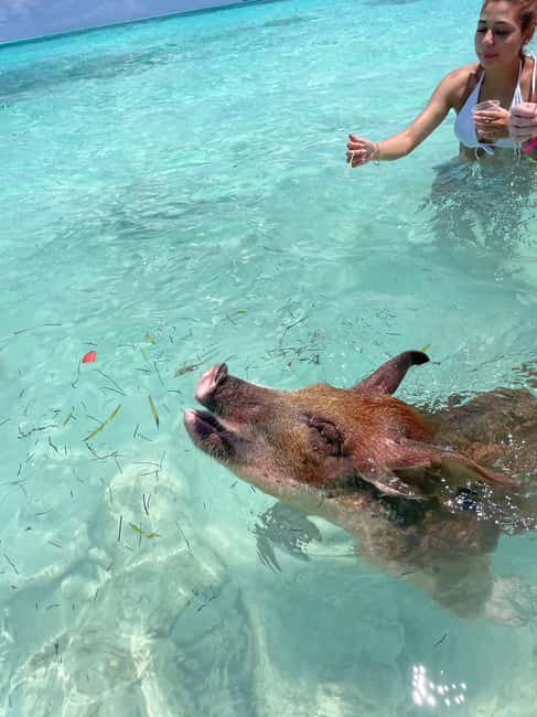 Nassau: 3 Islands Boat w/ Swimming Pigs, Snorkeling & Turtle - Crew, Safety, and Overall Atmosphere