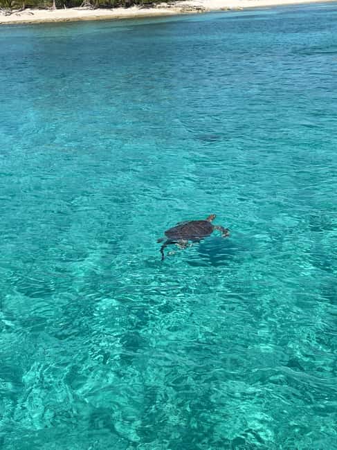 Nassau: 3 Islands Boat w/ Swimming Pigs, Snorkeling & Turtle - Pearl Island: A 45-Minute Snorkeling Stop