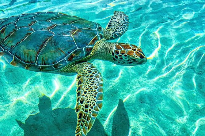 Nassau: 3 islands Pigs,Turtles,Snorkel & Beach Club with lunch - Pearl Island reef snorkeling in 30 minutes