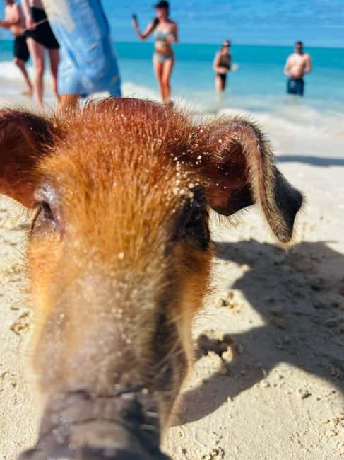 Nassau: 3 Islands Tour, Snorkel, Pig Beach, Turtles & Lunch - The four details that shape the day