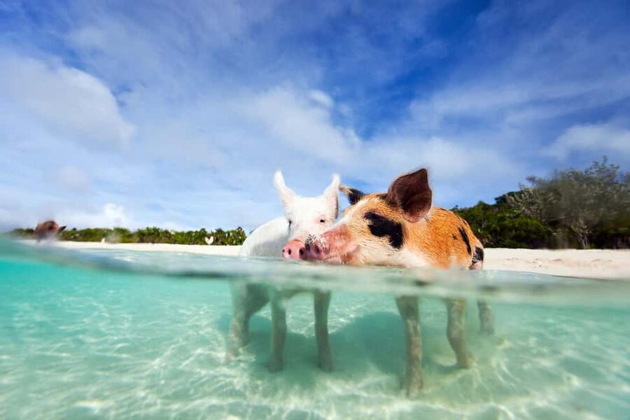 Nassau: 3 Islands Tour, Snorkel, Pig Beach, Turtles & Lunch - Pearl Island reef snorkeling