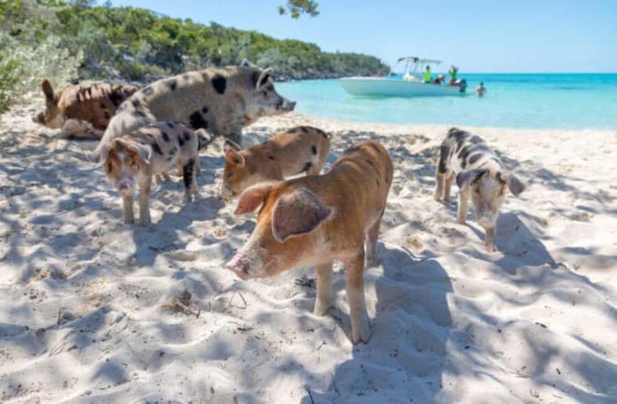 Nassau: 3 Islands Tour, Snorkel, Pig Beach, Turtles & Lunch - Athol Island and the ride back