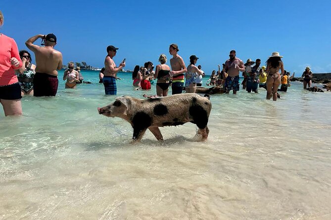 Nassau 3-stops: Snorkeling, Swimming Pigs, Turtles & Lunch - Green Cay and the search for sea turtles