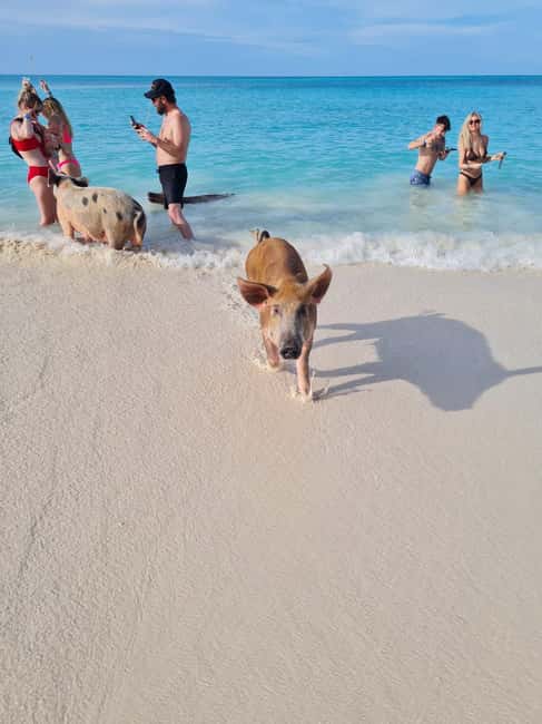 Nassau ATV & Swimming Pigs Tour - Key Points Before You Book