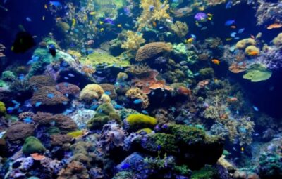 Catamaran Sail and Snorkel Tour