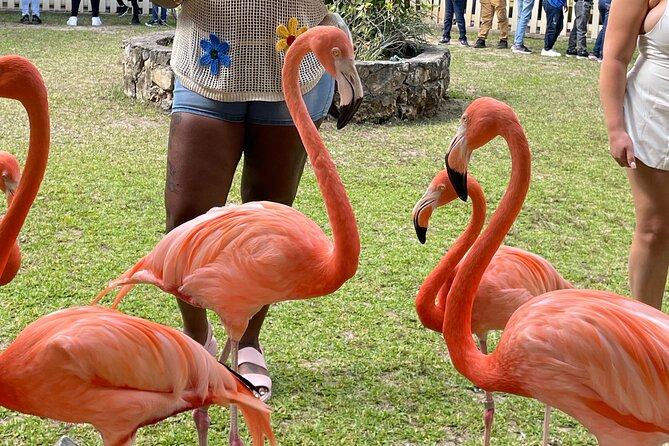 Nassau City Tour - Booking, timing, and cancellation advice