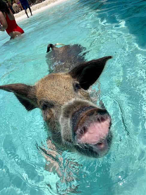 Nassau: Discover Exuma Island Hopping and Swimming Pigs Tour - Why this Exuma day trip is worth considering