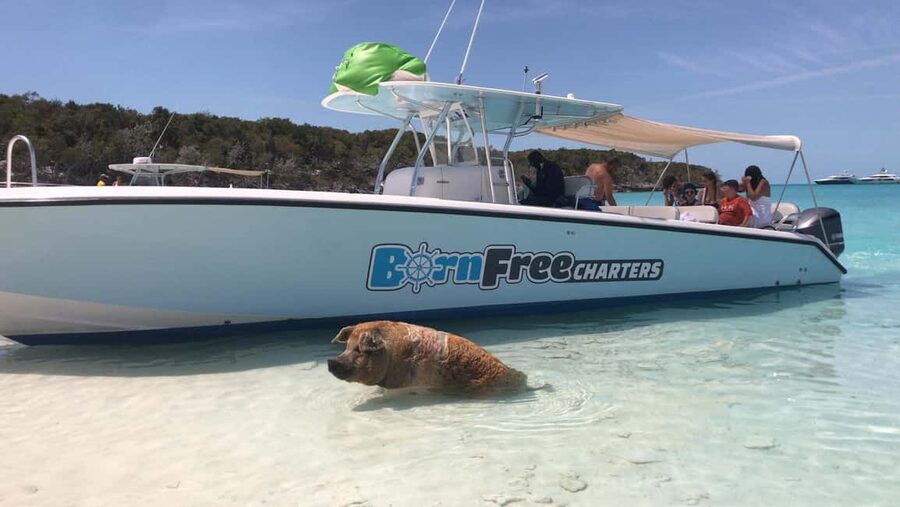 Nassau: Discover Exuma Island Hopping and Swimming Pigs Tour - Lunch at a local Exuma restaurant
