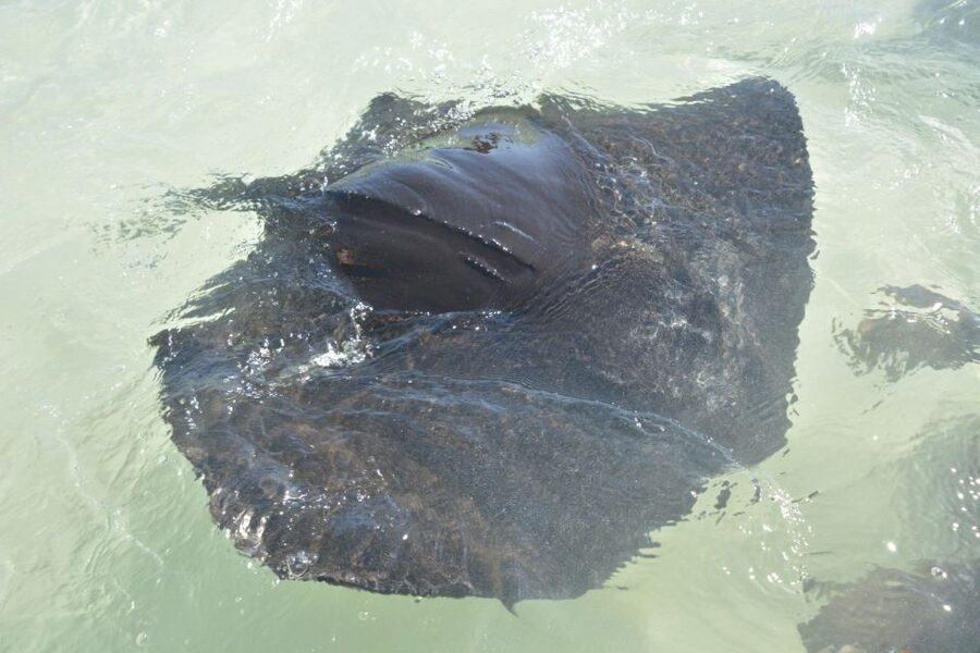 Nassau: Half-Day Guided Cay Cruise, Sea Life Watch & Snorkel - Key points to know before you book