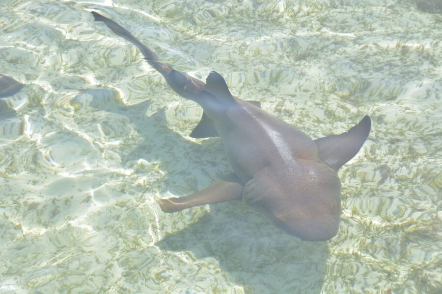Nassau: Half-Day Guided Cay Cruise, Sea Life Watch & Snorkel - Rose Island: Time to Swim, Rest, and Slow Down