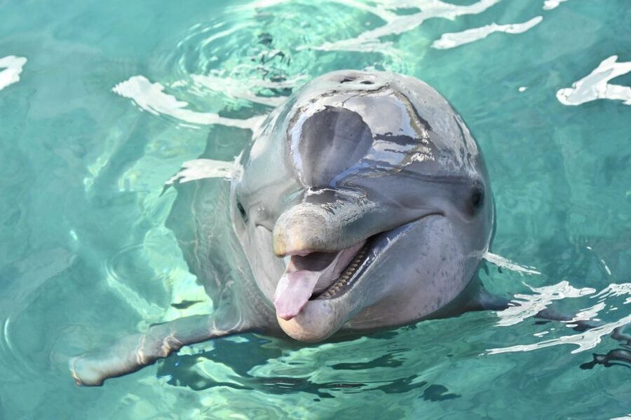 Nassau: Half-Day Guided Cay Cruise, Sea Life Watch & Snorkel - Blue Lagoon Island: Nature, Exhibits, and a Gentle Start