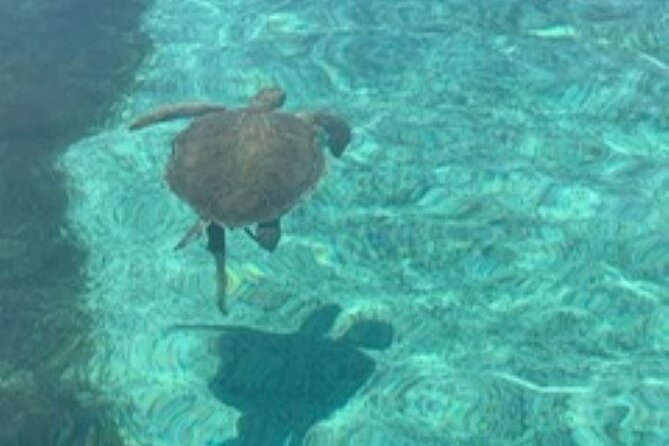 Nassau: Half Day Reef Snorkeling, Turtles & Swimming Pigs - Timing, weather, and cancellation rules