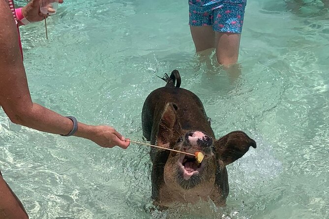 Nassau: Half Day Reef Snorkeling, Turtles & Swimming Pigs - Reef snorkeling: the water-focused center of the trip