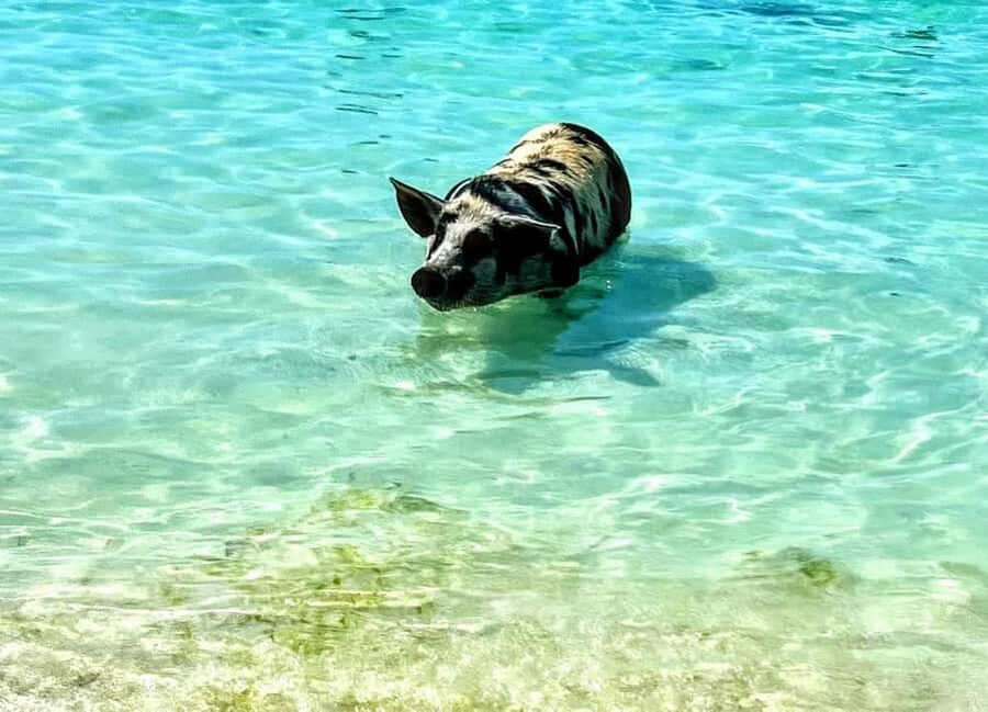 Nassau: Island Hopping Boat Trip with Lunch & Drinks - A compact boat trip with a lot on the schedule
