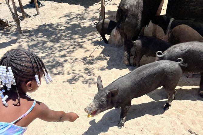 Nassau: Pig Island and Snorkeling Experience - Snorkeling With Marine Life