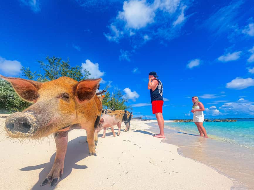 Nassau: Pigs Beach Trip by Boat with Swimming and Feeding - Key Points Before You Book