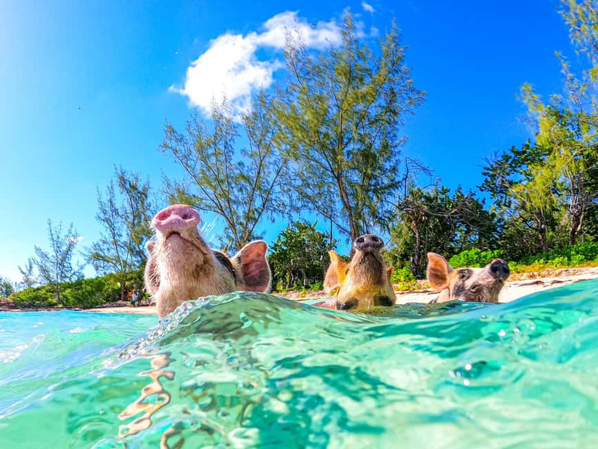 Nassau: Pigs Beach Trip by Boat with Swimming and Feeding - How to Prepare for a Better Day
