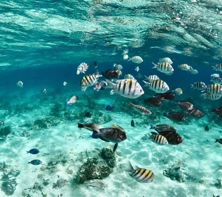 Nassau: Pigs, Snorkel, Turtles, Lunch, Private Beach Club - Turtle watching at Green Cay
