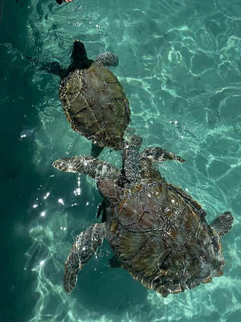 Nassau: Private Boat Charter Snorkel Tour - Key points to know before you book