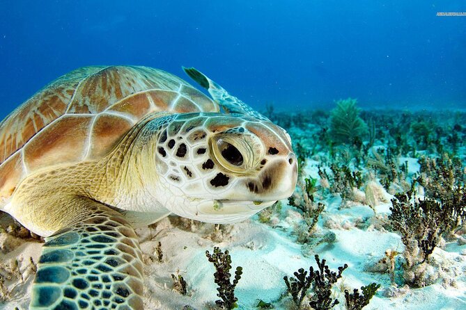 Nassau: Private Island & Snorkeling, Turtles, Drinks & BBQ - A Speedboat Start From Paradise Island