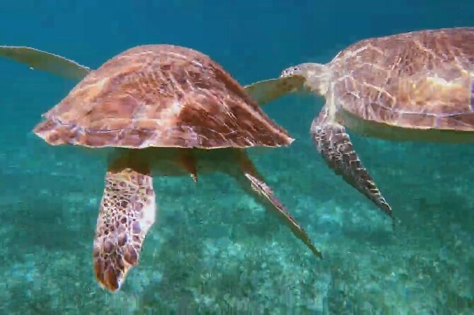 Nassau: Private Island & Snorkeling, Turtles, Drinks & BBQ - Rose Island Offers the Most Relaxed Stop